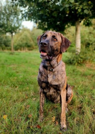 Wunderschöne Labrador Mix Welpen