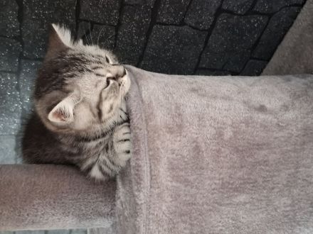 Bkh kitten