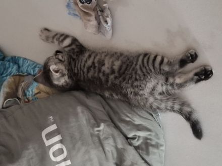 Bkh kitten