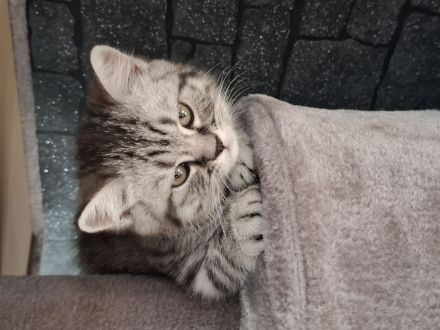 Bkh kitten