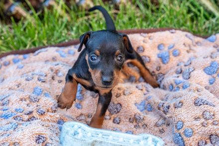 Zwergpinscher Welpen