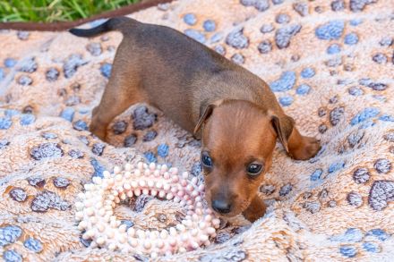 Zwergpinscher Welpen