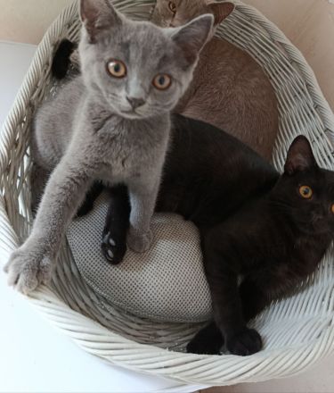 BKH Kitten