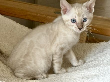 Bengal Kitten Snow Lynx / Mink / Braun Mit Stammbaum