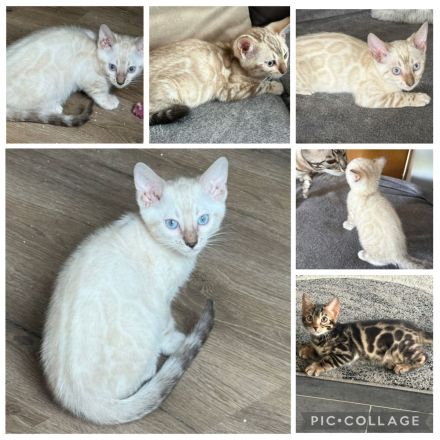 Bengal Kitten Snow Lynx / Mink / Braun Mit Stammbaum