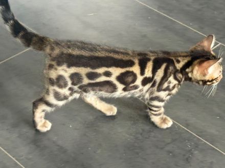 Bengal Kitten Snow Lynx / Mink / Braun Mit Stammbaum