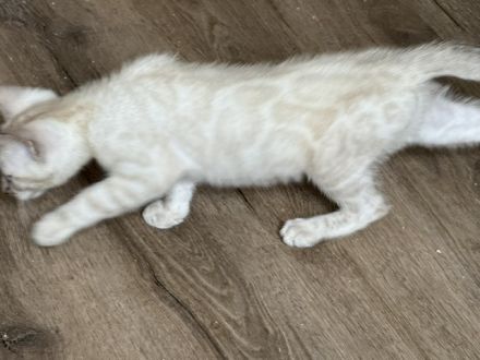 Bengal Kitten Snow Lynx / Mink / Braun Mit Stammbaum