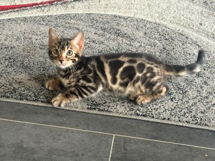 Bengal Kitten Snow Lynx / Mink / Braun Mit Stammbaum