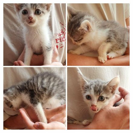Hauskatze