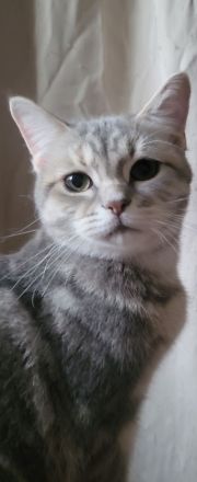 Traumhafte bkh kittens