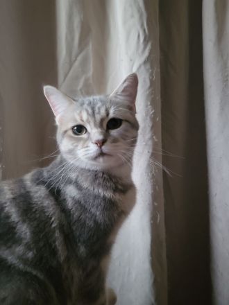 Traumhafte bkh kittens