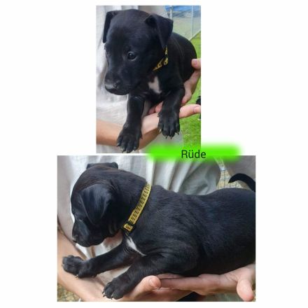 Patterull Terrier