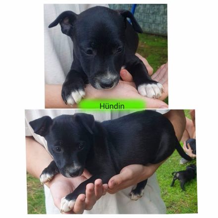 Patterull Terrier