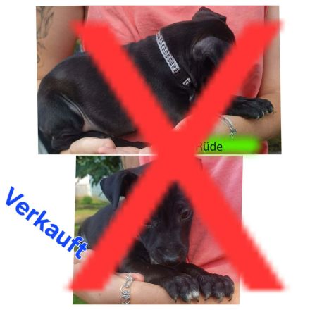 Patterull Terrier