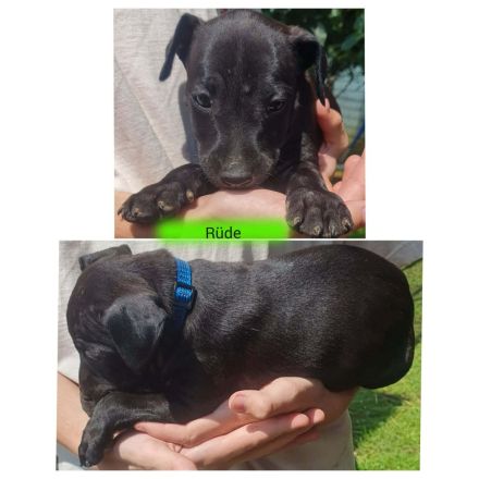 Patterull Terrier