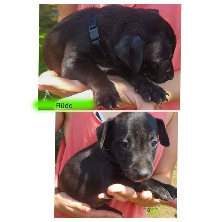 Patterull Terrier