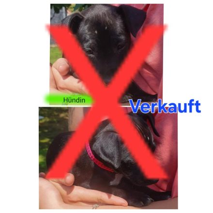 Patterull Terrier
