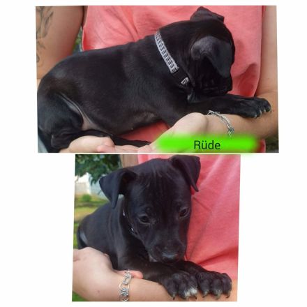Patterull Terrier