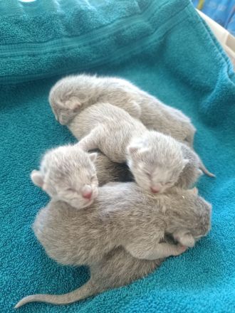 Reinrassige Russisch Blau Kitten suchen neues Zuhause (Hobbyzucht)