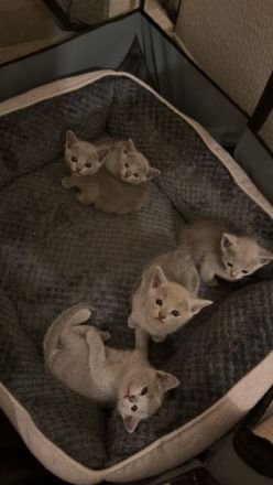 Reinrassige Russisch Blau Kitten suchen neues Zuhause (Hobbyzucht)