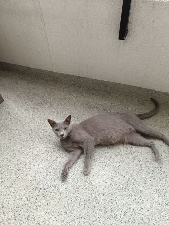 Reinrassige Russisch Blau Kitten suchen neues Zuhause (Hobbyzucht)