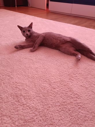 Reinrassige Russisch Blau ist trächtig erwartet ca Mitte August Kitten Hobbyzucht