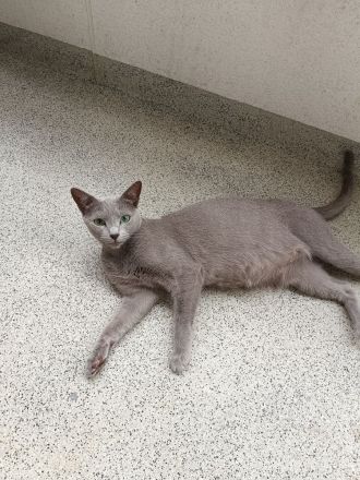 Reinrassige Russisch Blau Kitten suchen neues Zuhause (Hobbyzucht)