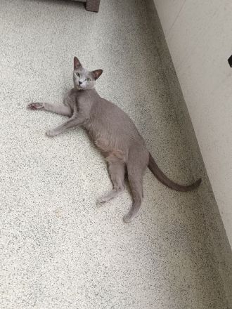 Reinrassige Russisch Blau Kitten suchen neues Zuhause (Hobbyzucht)
