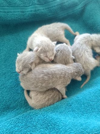 Reinrassige Russisch Blau Kitten suchen neues Zuhause (Hobbyzucht)