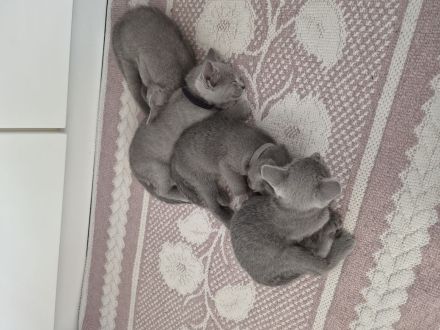 Reinrassige Russisch Blau Kitten suchen neues Zuhause (Hobbyzucht)