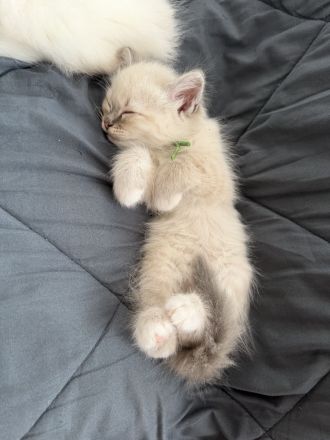 Zuckersüße Heilige Birma Kitten Kätzchen