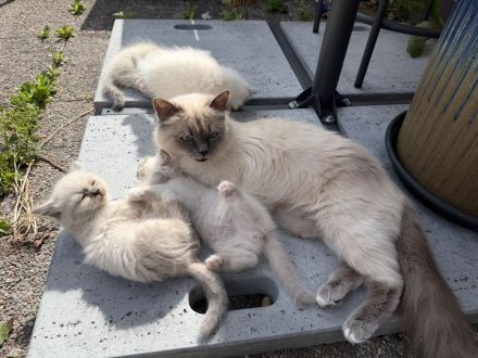 Zuckersüße Heilige Birma Kitten Kätzchen