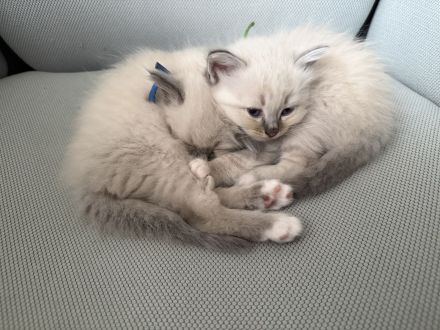 Zuckersüße Heilige Birma Kitten Kätzchen
