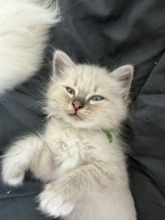 Zuckersüße Heilige Birma Kitten Kätzchen