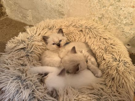 Zuckersüße Heilige Birma Kitten Kätzchen