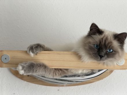 Zuckersüße Heilige Birma Kitten Kätzchen