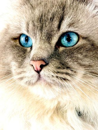 Zuckersüße Heilige Birma Kitten Kätzchen