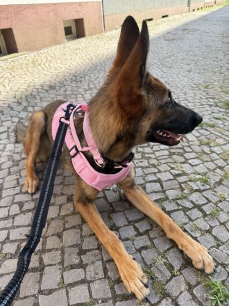 Deutsch/ Belgischer Schäferhund mix