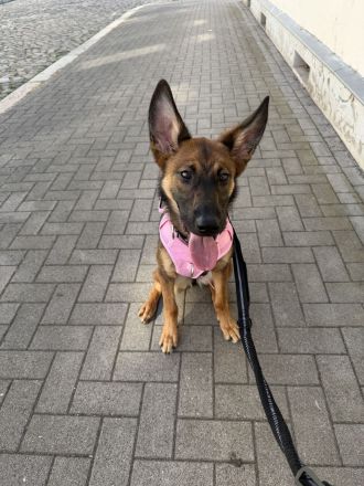 Deutsch/ Belgischer Schäferhund mix