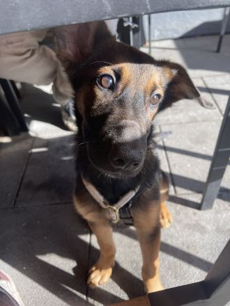 Deutsch/ Belgischer Schäferhund mix