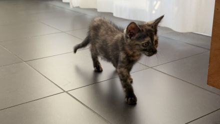 Katzenbabys Kitten * 20.04.2026 an tierliebe Menschen abzugeben