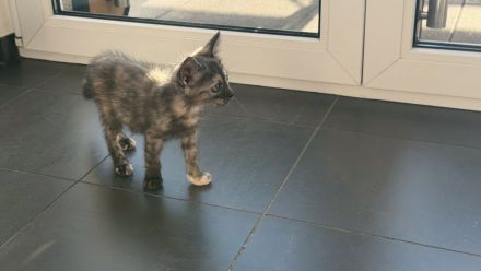 Katzenbabys Kitten * 20.04.2026 an tierliebe Menschen abzugeben