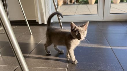 Niedlicher Kater * 20.04.2026 sucht ein neues Zuhause