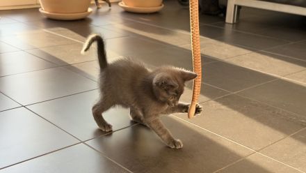 Niedlicher Kater * 20.04.2026 sucht ein neues Zuhause