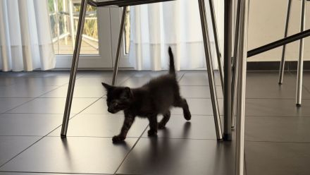 Katzenbabys Kitten * 20.04.2026 an tierliebe Menschen abzugeben