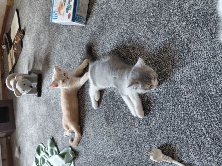 Britisch Kurzhaar Kitten