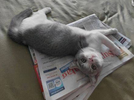 Britisch Kurzhaar Kitten