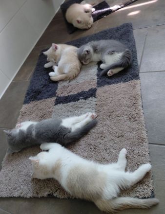 Britisch Kurzhaar Kitten