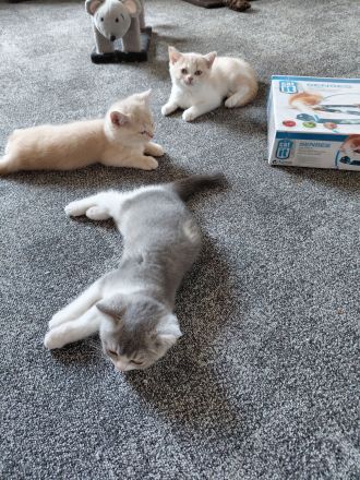 Britisch Kurzhaar Kitten