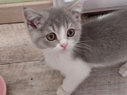 Britisch Kurzhaar Kitten